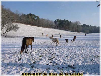 le bouvier des flandres et le cheval - Elevage du CLOS DE LA LUETTE - COPYRIGHT DEPOSE